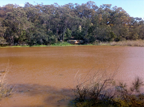 After - The restored wetland ecosystem