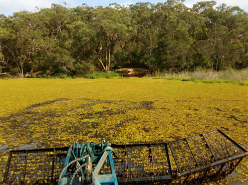 Before - The toxic and suffering ecosystem